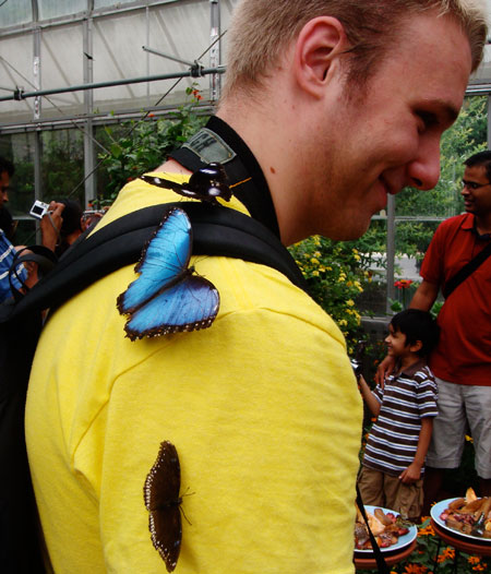 Butterflies stuck on Russell