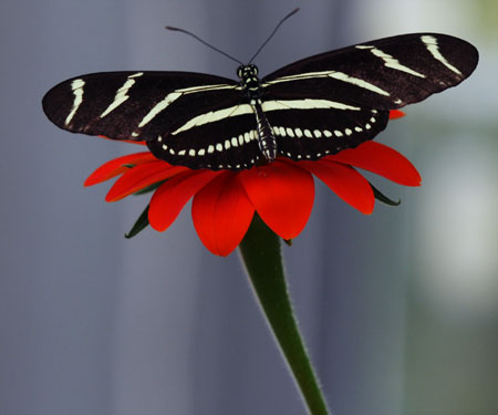 Butterfly on red flower