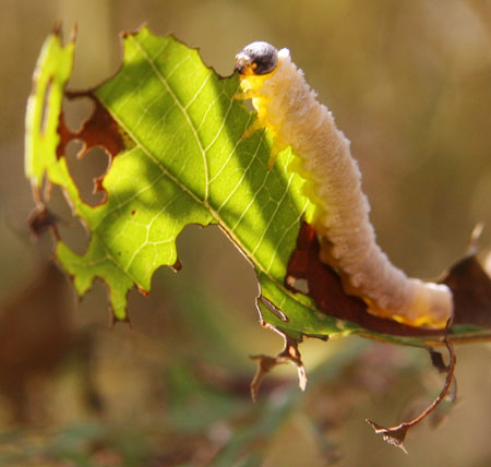 Caterpillar eating a leaf at Brookside Gardens