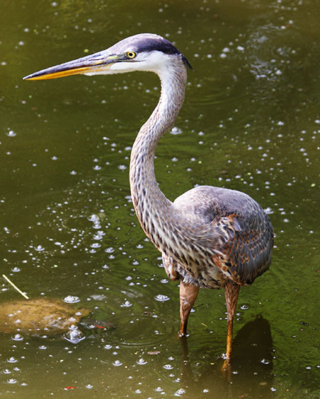 Great Blue Heron at Brookside Gardens