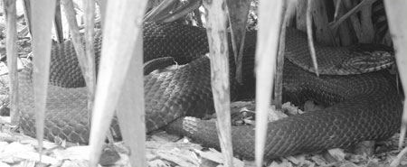 Rat snake in the bushes at Brookside Gardens