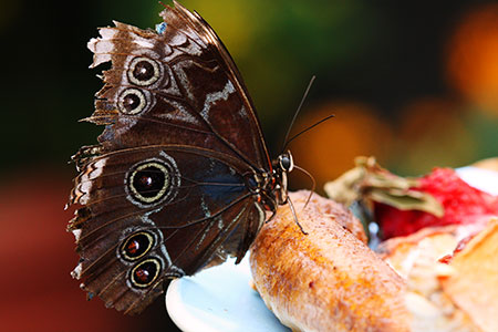 Butterfly perched on a banana