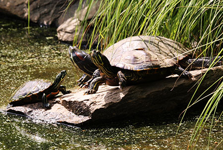Three turtles on a rock
