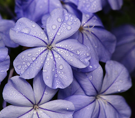 Water drops on a purple flower