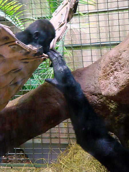 Baby monkey playing with hand