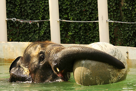 Elephant playing with a ball in the water at the DC Zoo