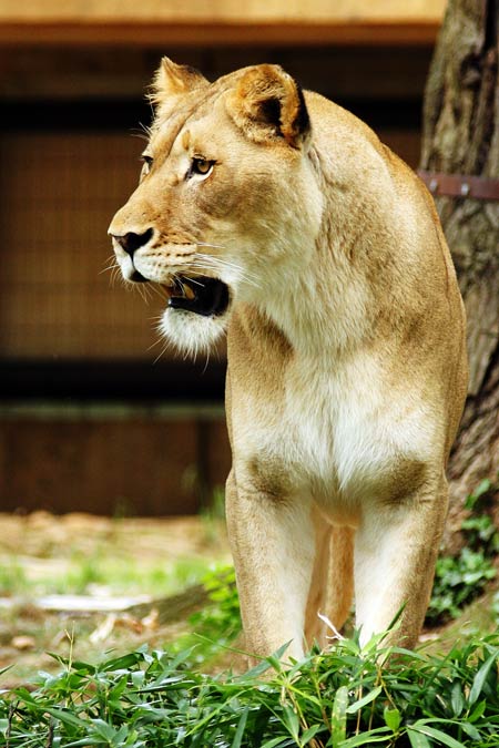 Lioness at the DC Zoo