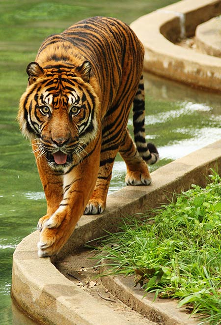 Tiger walking along water at the DC Zoo